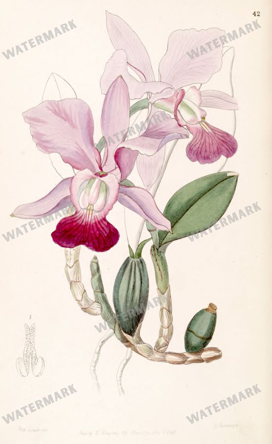 Botanical Vintage Prints