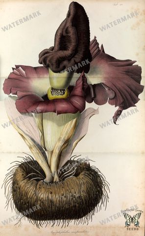 Botanical Vintage Prints