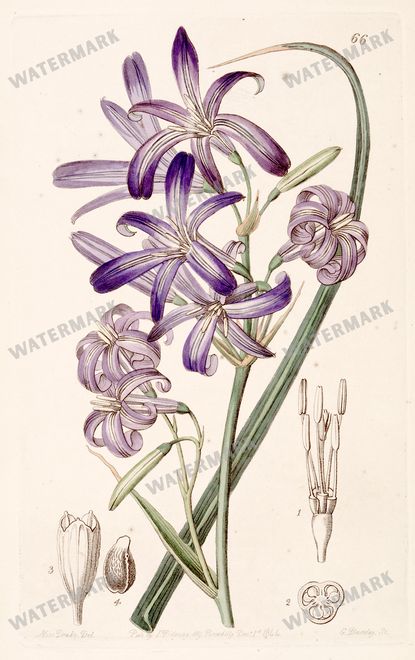 Botanical Vintage Prints