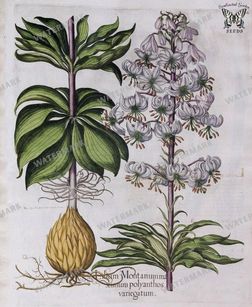 Botanical Vintage Prints