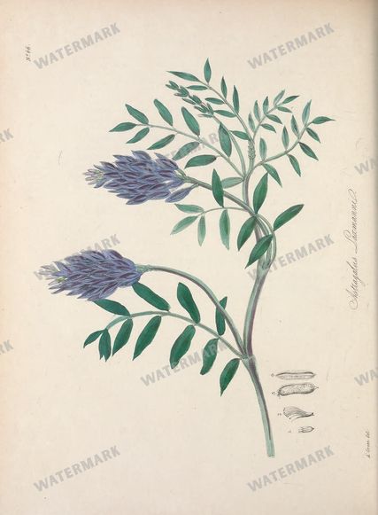 Botanical Vintage Prints