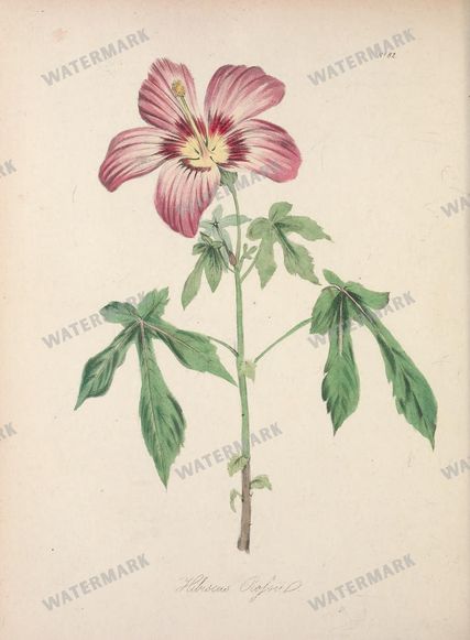 Botanical Vintage Prints