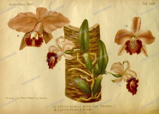 Botanical Vintage Prints