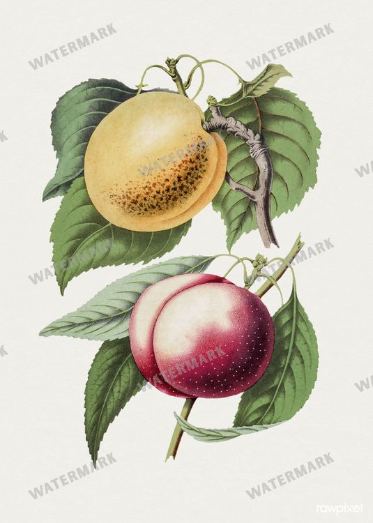 Botanical Vintage Prints