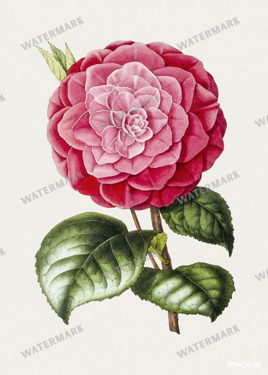 Botanical Vintage Prints