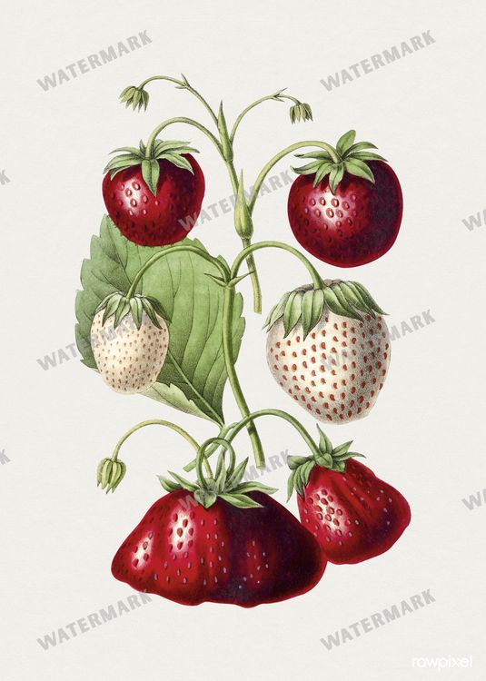 Botanical Vintage Prints
