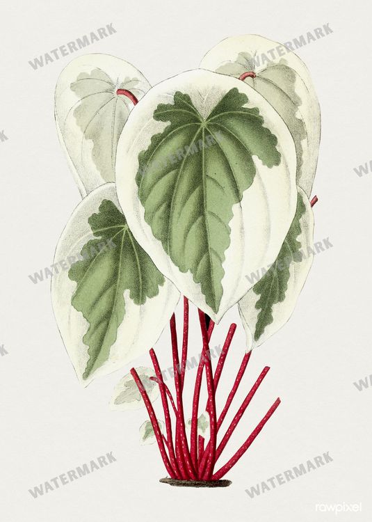 Botanical Vintage Prints