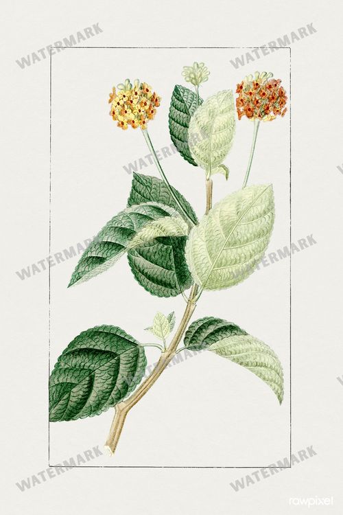 Botanical Vintage Prints