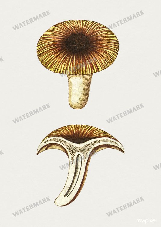 Botanical Vintage Prints