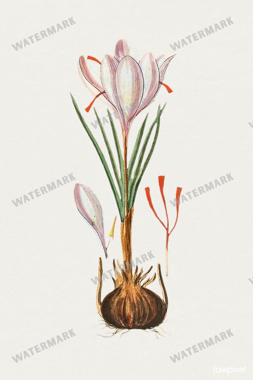Botanical Vintage Prints