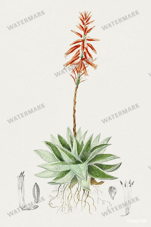 Botanical Vintage Prints