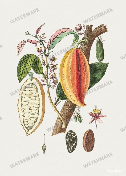 Botanical Vintage Prints