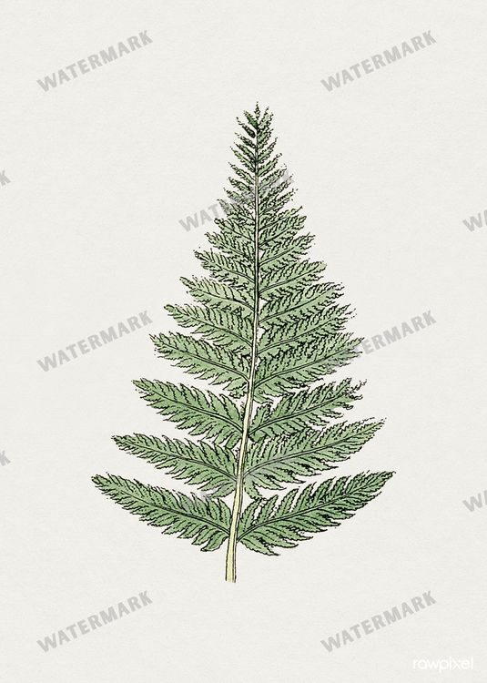 Botanical Vintage Prints