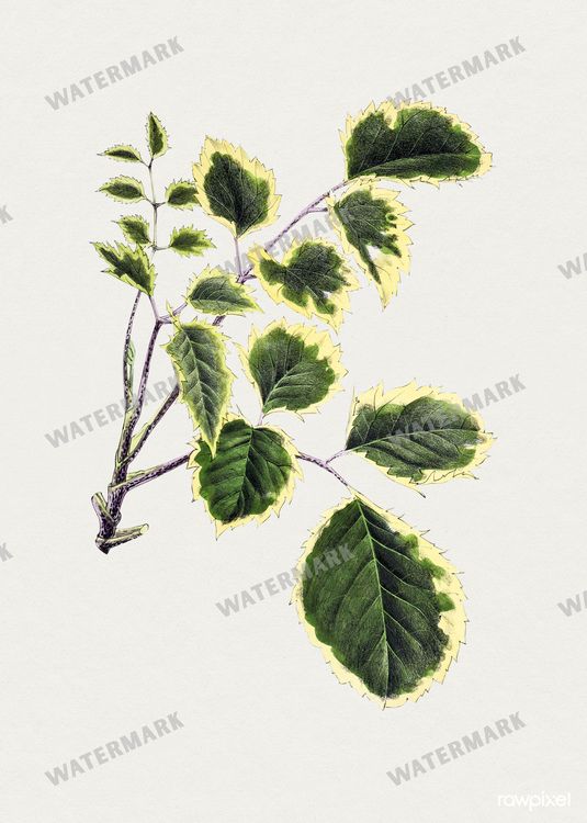 Botanical Vintage Prints