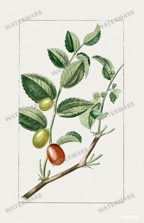 Botanical Vintage Prints