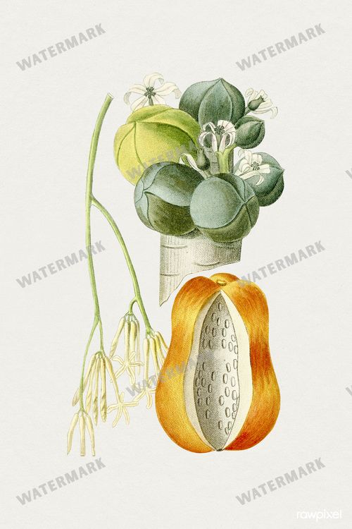 Botanical Vintage Prints