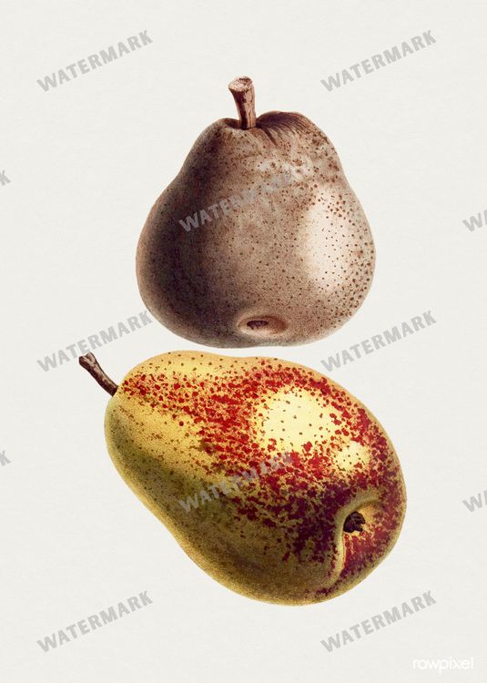 Botanical Vintage Prints