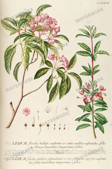 Botanical Vintage Prints