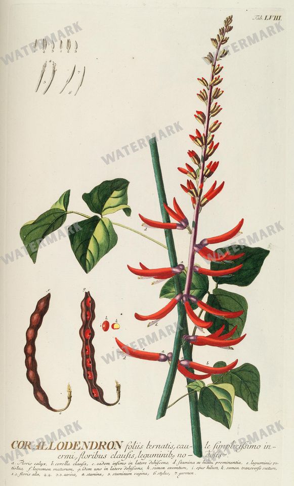 Botanical Vintage Prints
