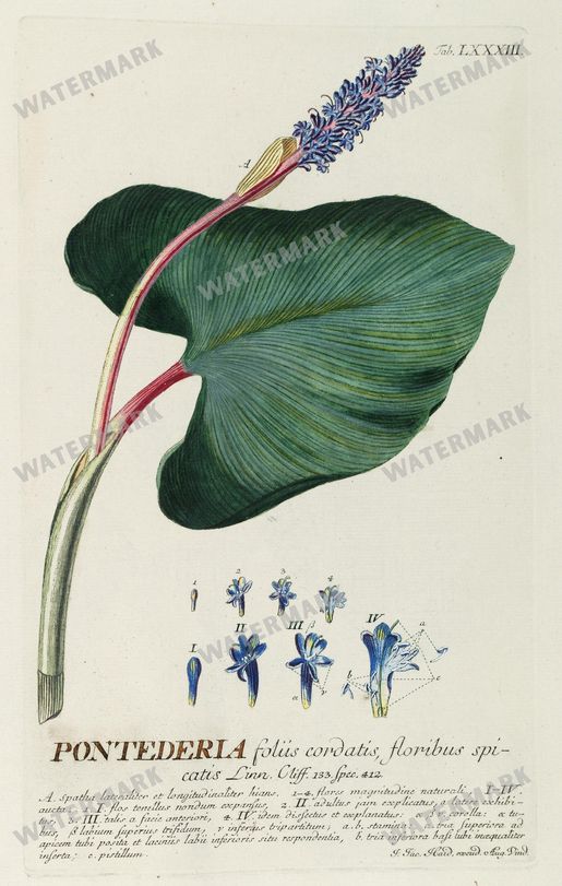 Botanical Vintage Prints