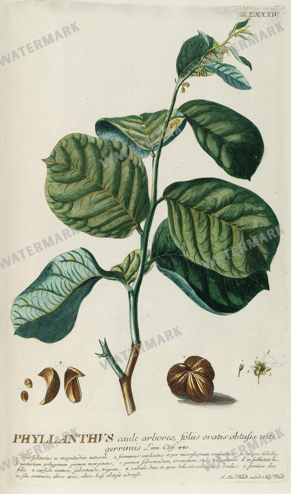 Botanical Vintage Prints