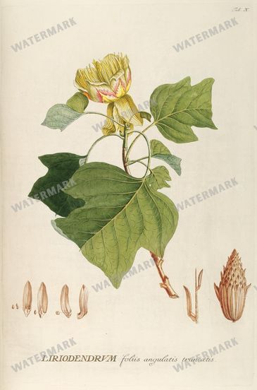 Botanical Vintage Prints