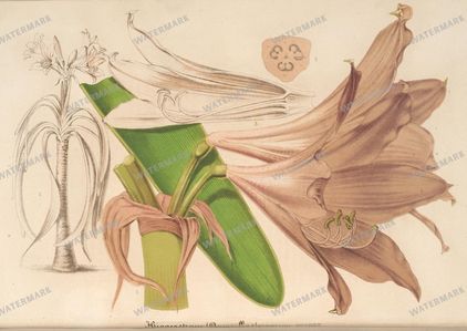Botanical Vintage Prints