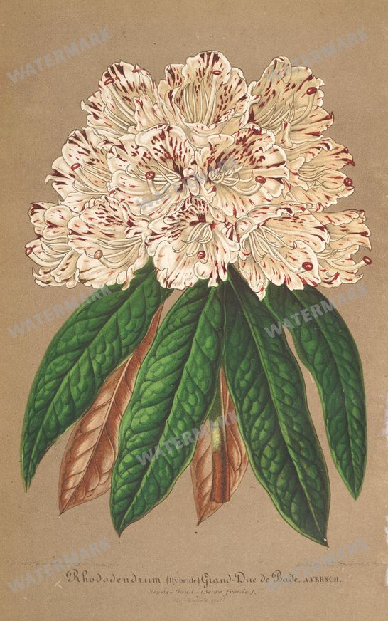Botanical Vintage Prints