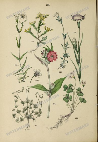 Botanical Vintage Prints