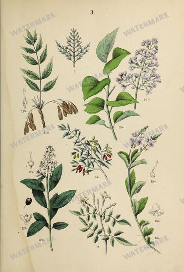 Botanical Vintage Prints