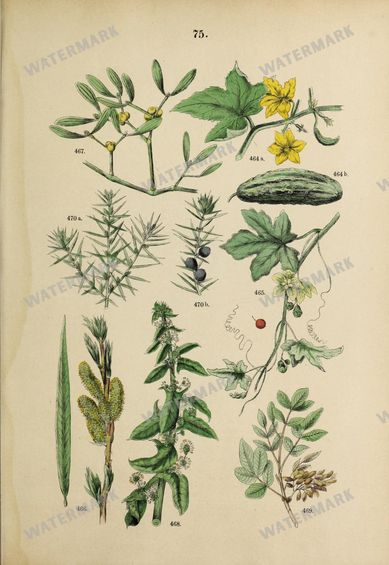 Botanical Vintage Prints