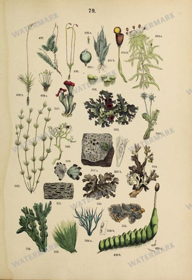 Botanical Vintage Prints