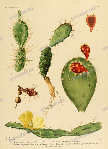 Cactus Vintage Prints