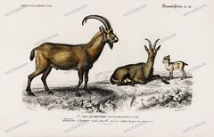 Dictionnaire Universel Dhistoire Naturelle Vintage Prints