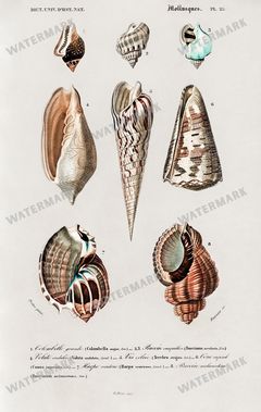 Dictionnaire Universel Dhistoire Naturelle Vintage Prints