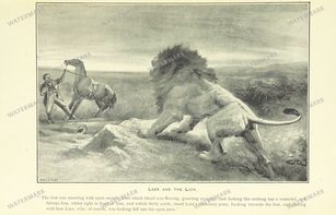 Fauna Vintage Prints