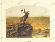 Fauna Vintage Prints