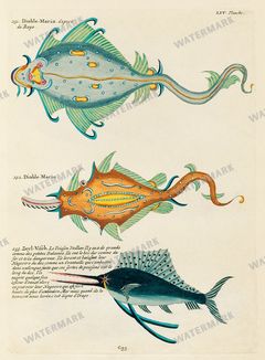 Fish Vintage Prints