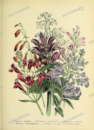 Floral Vintage Prints