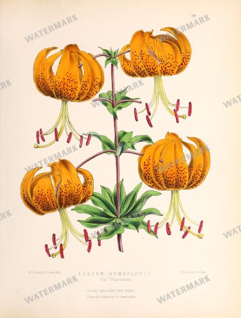 Floral Vintage Prints