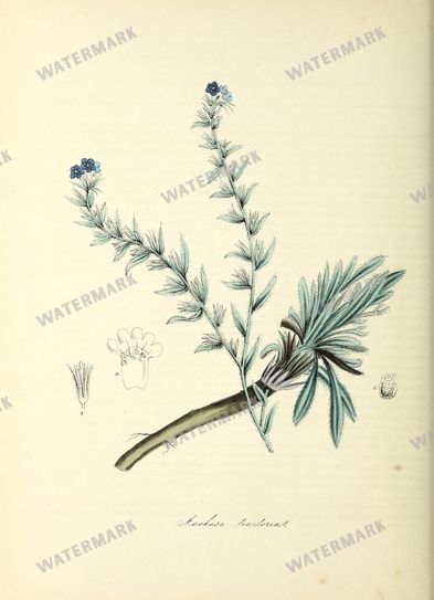 Floral vintage illustration, printable digital download, image 17