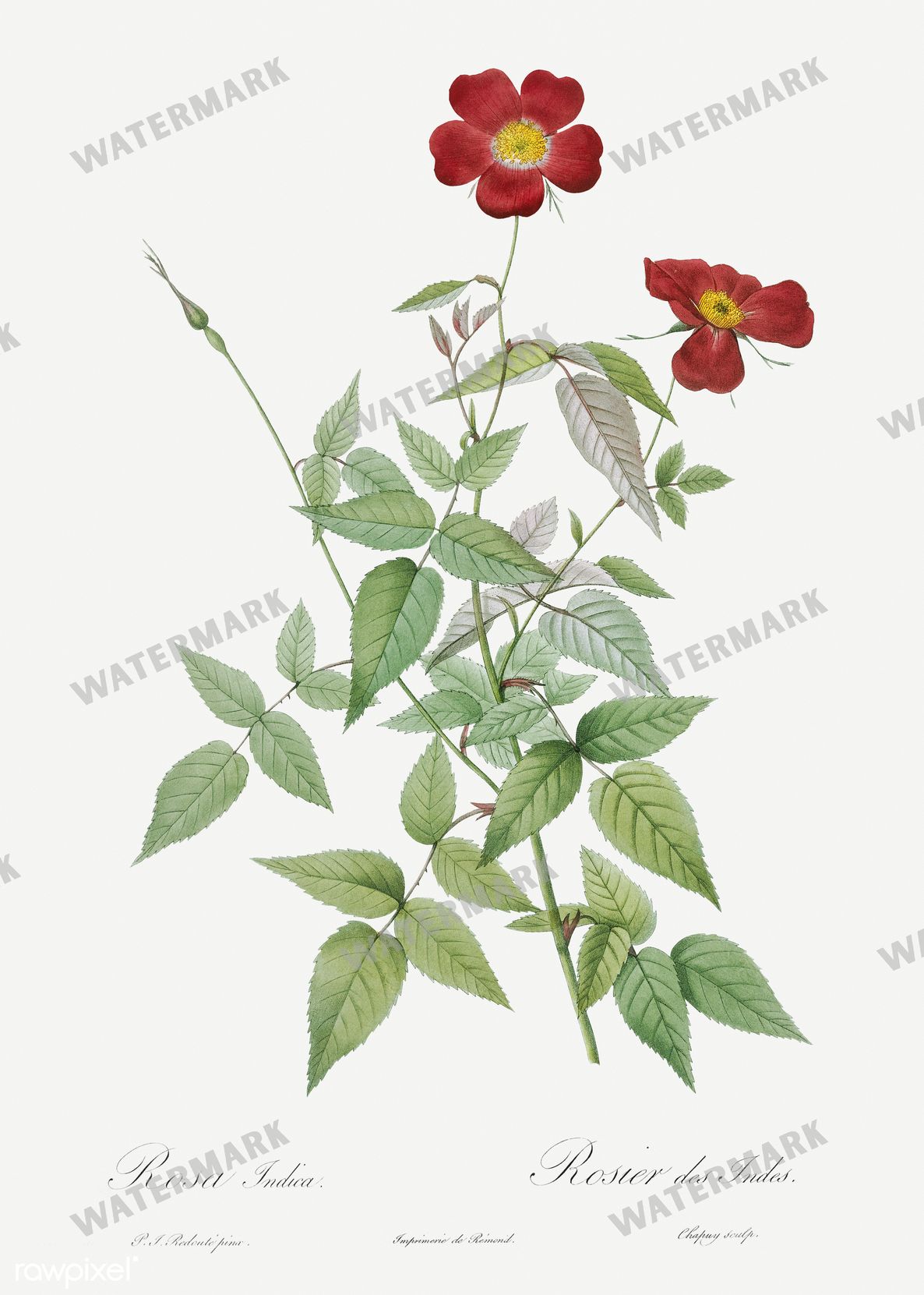 Floral Vintage Prints
