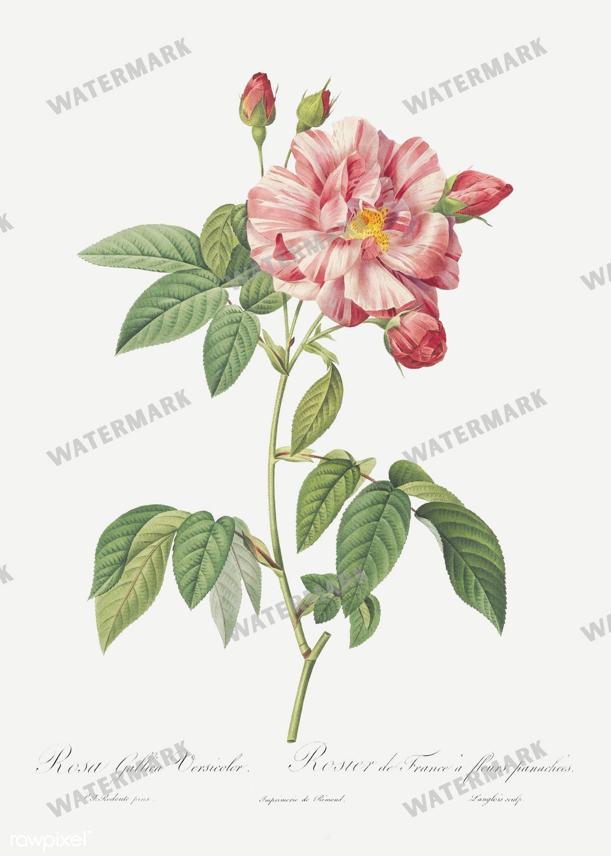 Floral Vintage Prints
