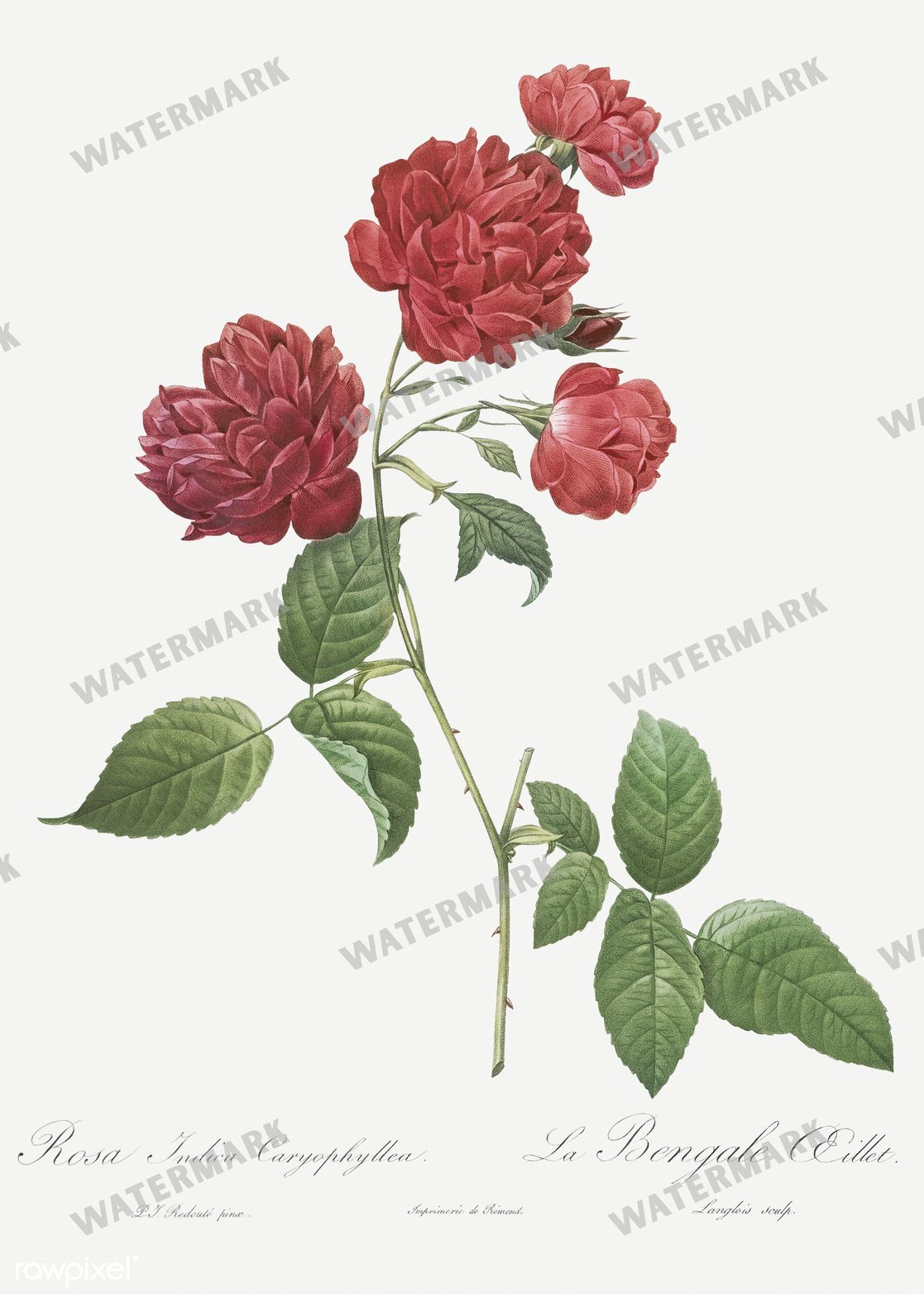 Floral Vintage Prints