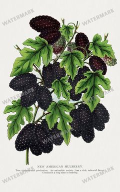 Folio Of Botanical Specimen Vintage Prints
