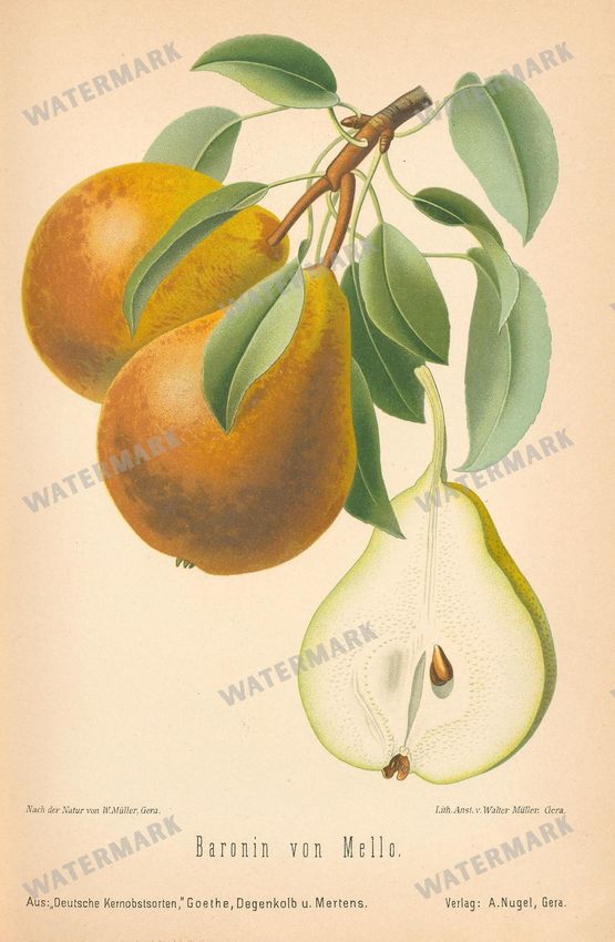 Fruit And Vegetables Vintage Prints