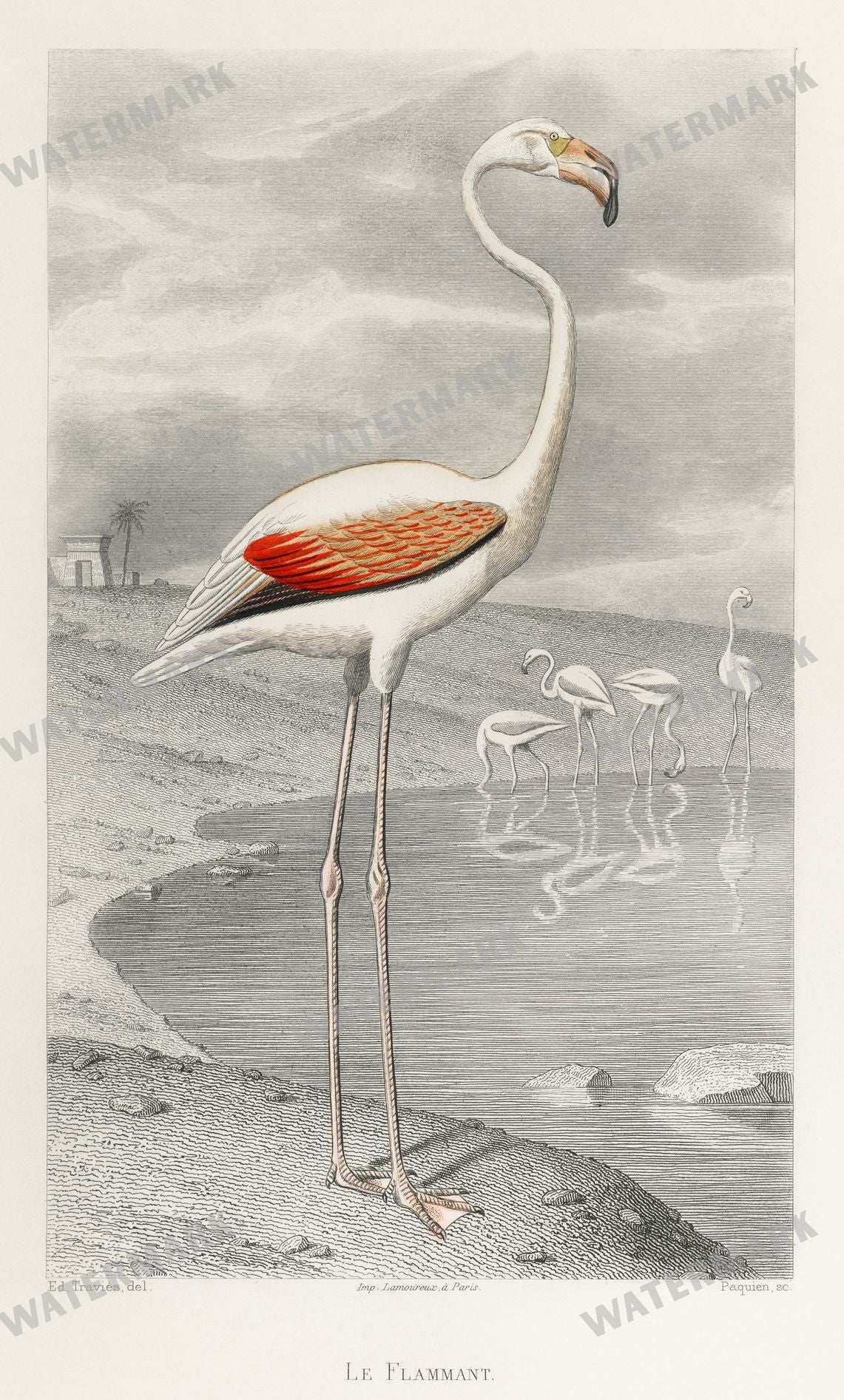 Lithographs Vintage Paintings