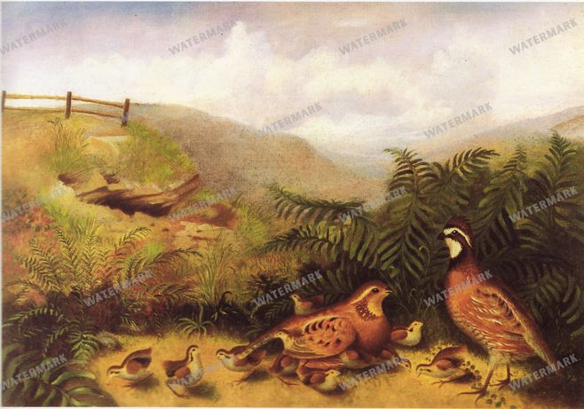 Peter Paul Rubens Vintage Paintings