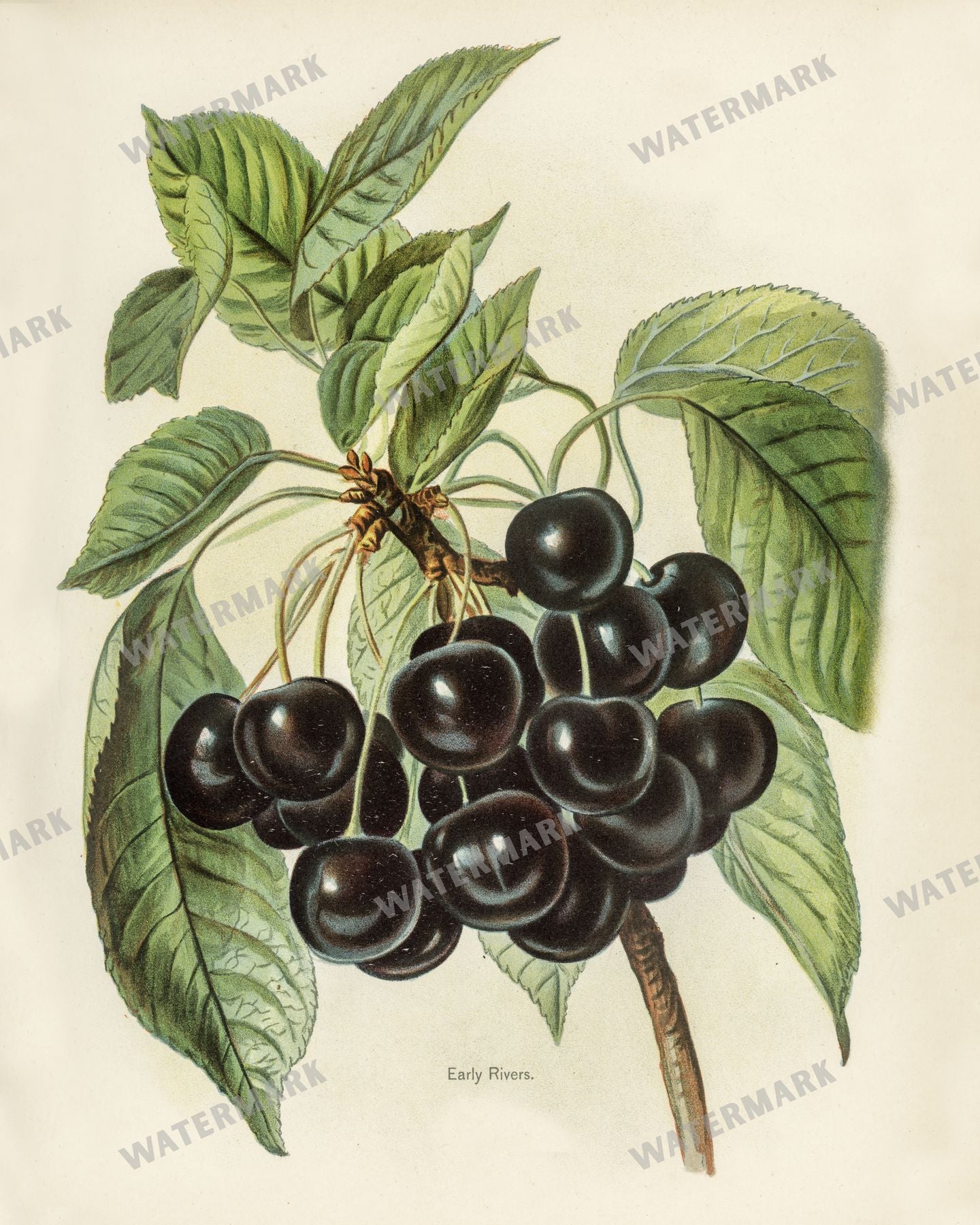 The Fruit Grower'S Guide Vintage Paintings