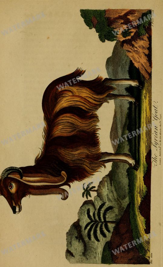 Wildlife Vintage Prints